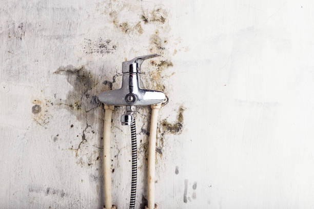 Professional Mold Removal in Wiggins, MS