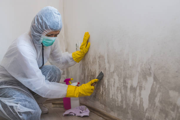 Office Mold Removal Services in Wiggins, MS