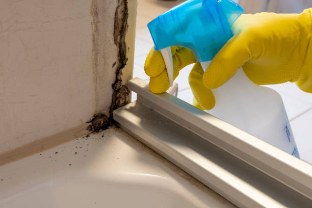 Best Mold Testing  in Wiggins, MS