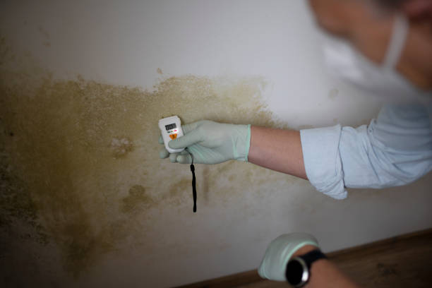 Best Mold Removal Company Near Me  in Wiggins, MS