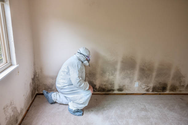 Best Mold Damage Repair  in Wiggins, MS