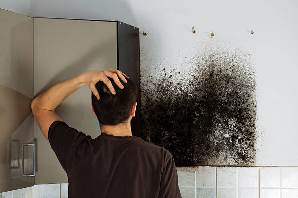 Best Local Mold Removal Service  in Wiggins, MS