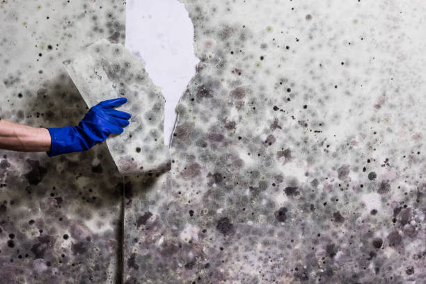 Best Mold Testing  in Wiggins, MS