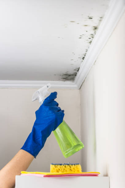 Best Crawl Space Mold Removal  in Wiggins, MS