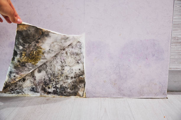 Best Professional Mold Removal  in Wiggins, MS